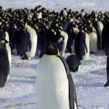Melting Ice in Antarctica Can Risk 98 Percent of Emperor Penguin Colonies by 2100