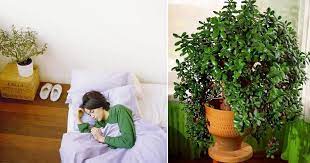 7 Credible Scientifically Proven Jade Plant Benefits
