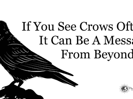 If You See Crows Often, This May Be Why