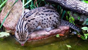 Endangered fishing cat finally ‘captured’ on camera at Panna Tiger Reserve 1