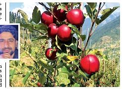 ‘Hi-density farming is as good as top notch corporate job’ 1