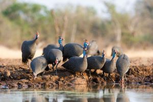 Guinea fowl and their care 1