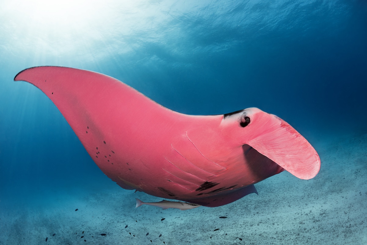 Photographer Spots the World’s Only Pink Manta Ray in Australia