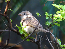 Where have all the sparrows gone?