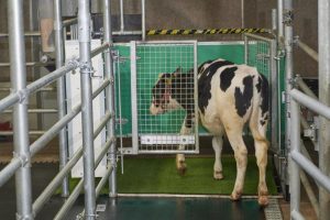 Researchers Potty Trained Young Cows, a Promising Measure to Reduce Greenhouse Gases 1