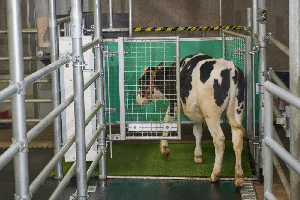 Researchers Potty Trained Young Cows, a Promising Measure to Reduce Greenhouse Gases