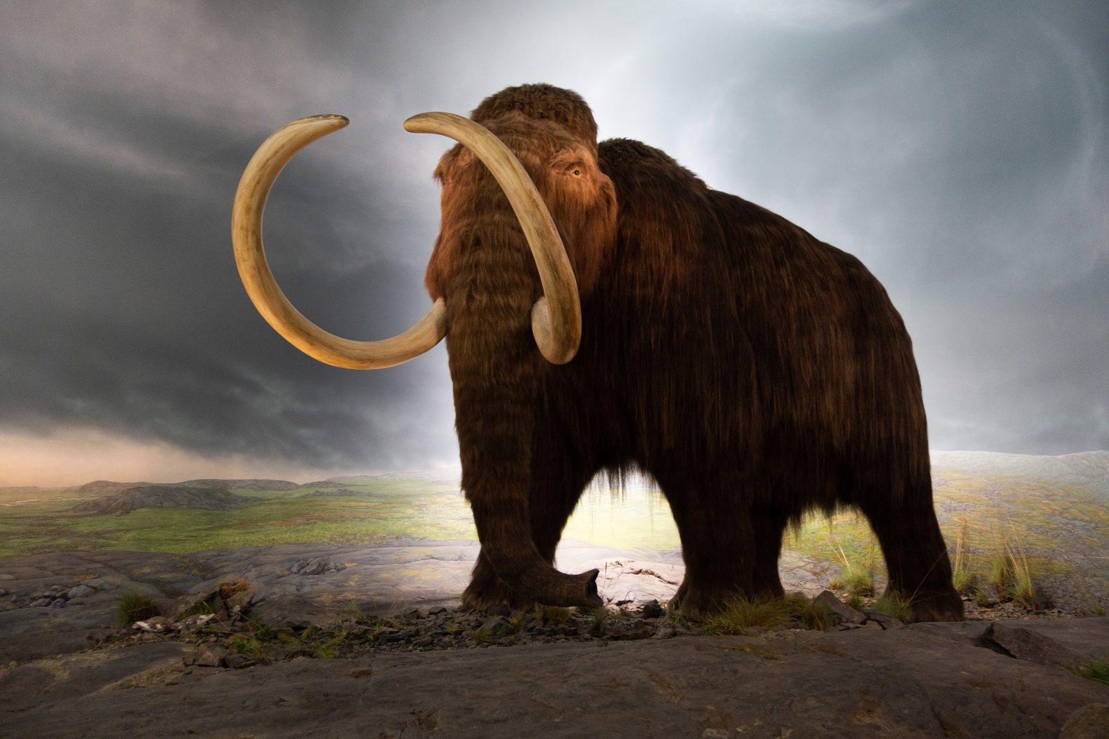 The Problem With the Idea To Bring Back Woolly Mammoths