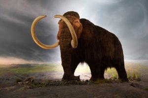 The Problem With the Idea To Bring Back Woolly Mammoths 1 The Problem With the Idea To Bring Back Woolly Mammoths 1