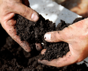 GARDENING BEGINNER’S GUIDE 3