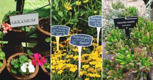 GARDENING BEGINNER’S GUIDE 6