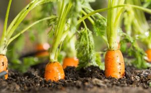 HOMEGROWN CARROTS IN WINTERS 3