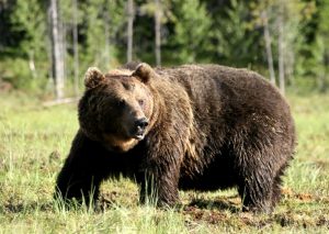 10 Wild Animals and Amazing Fauna of Europe 7