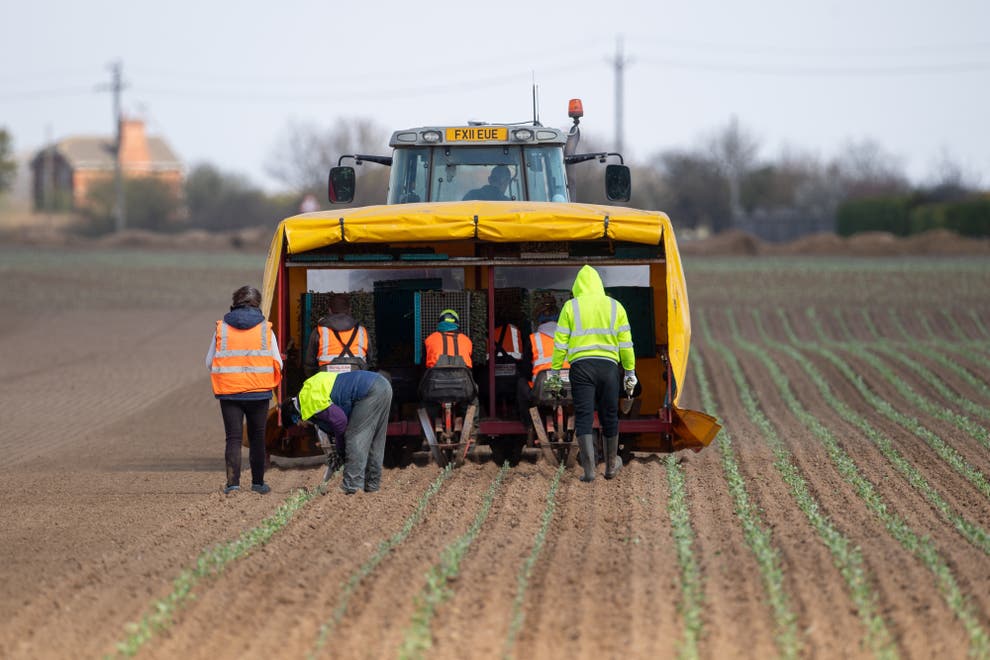 Millions of vegetables thrown away as labour shortages hit farmers