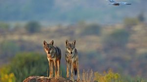Indian Wolf Among World’s Most Endangered and Distinct Wolves 1