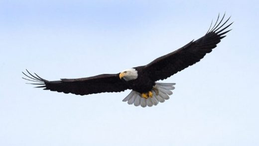 Eagles are admired the world over as living symbols of power, freedom, and transcendence.