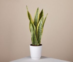 Top 10 ways to cool your home naturally 4