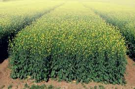 India releases nutrient-fortified rice and other crop varieties