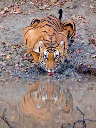 6 sensational places to see wildlife in India