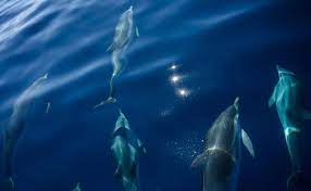 Outcry As 1,400 Dolphins Slaughtered In A Day In Faroe Islands Of Denmark