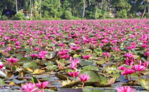 When water lilies laid the seeds for tourism 1 When water lilies laid the seeds for tourism 1