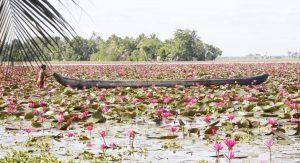 When water lilies laid the seeds for tourism 2 When water lilies laid the seeds for tourism 2