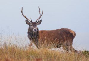 10 Wild Animals and Amazing Fauna of Europe 8