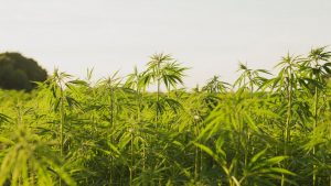10 Things You Didn’t Know About Sustainable Hemp Farming 1