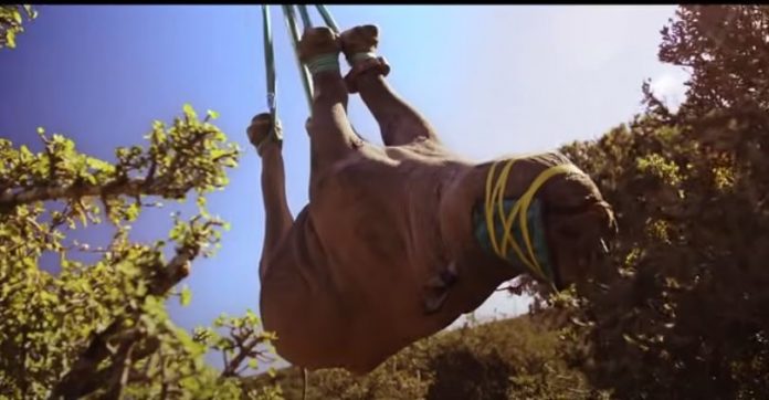 Why scientists are hanging rhinos upside-down from helicopters