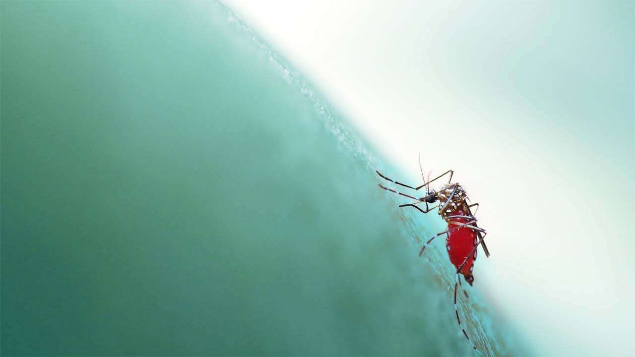 First case of zika virus reported in Uttar Pradesh: Know symptoms, treatment & prevention