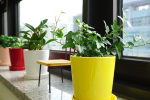 Top 10 ways to make your home Eco-Friendly 4