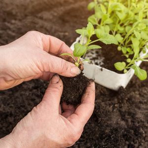Plant Transplanting Guide 1