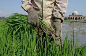 Climate-Resilient Agriculture 1 Climate-Resilient Agriculture 1