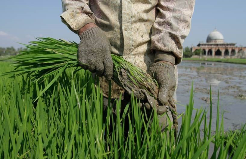 Climate-Resilient Agriculture
