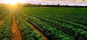 REGENARATIVE AGRICULTURE : SUSTAINABLE FARMING FASHION 1 REGENARATIVE AGRICULTURE : SUSTAINABLE FARMING FASHION 1