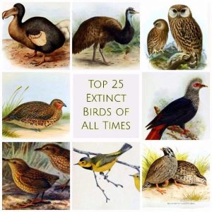 Top 25 Extinct Birds From Millions To Zero! 1