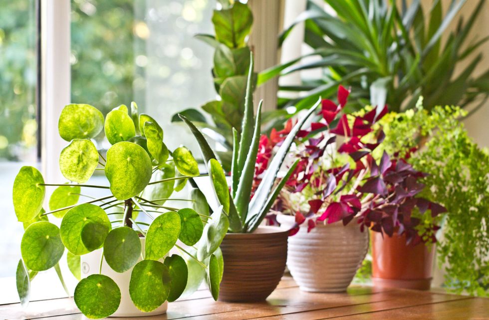15 houseplants and their amazing health benefits