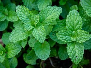 Top 10 herbs to compliment your kitchen 3