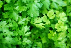 Top 10 herbs to compliment your kitchen 4