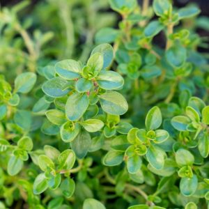 Top 10 herbs to compliment your kitchen 7