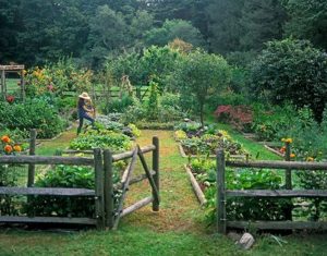 7 Reasons Why Gardening Should Be Your New Hobby 1
