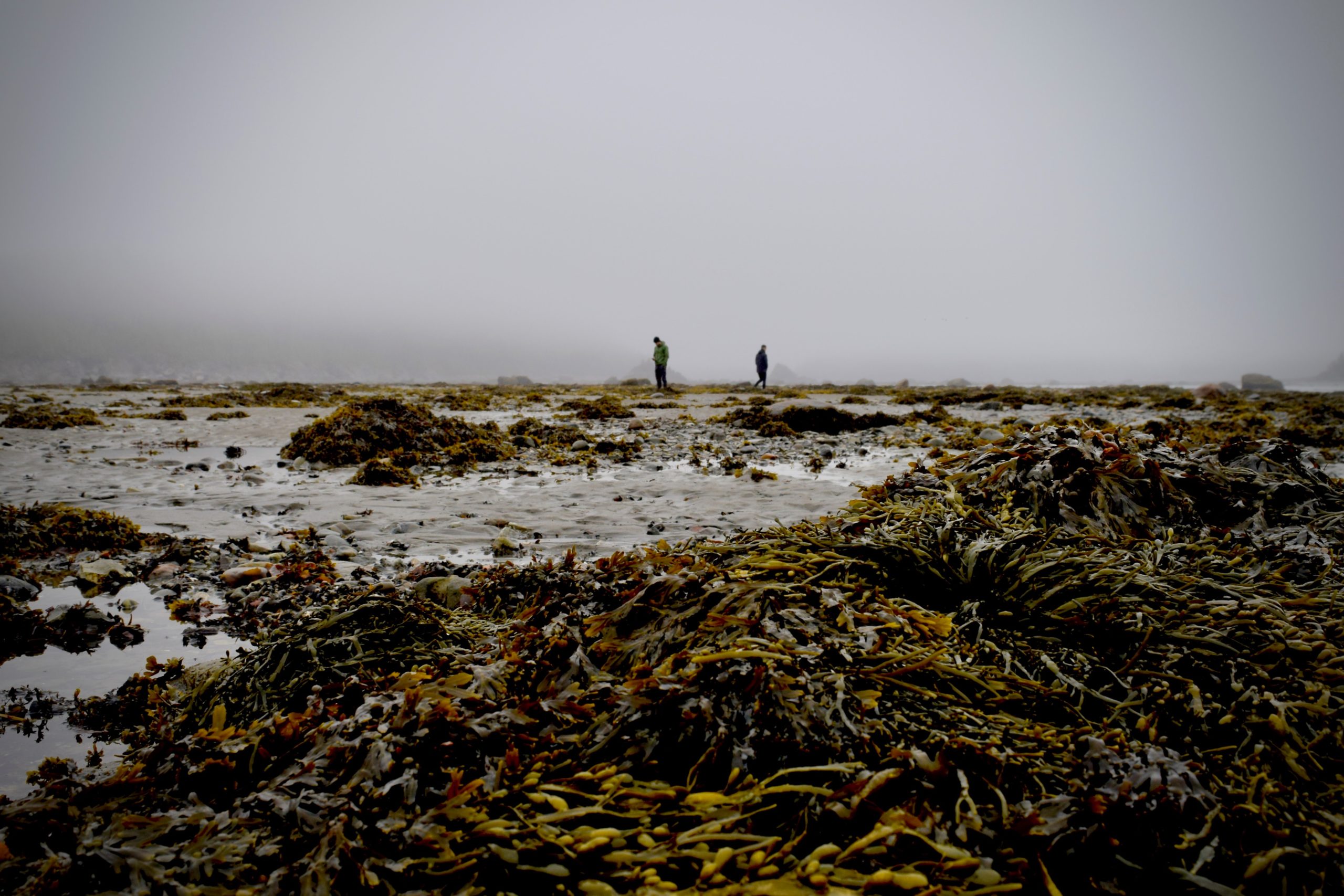 HOW SEAWEED FARMS COULD CHANGE THE FACE OF THE FUTURE
