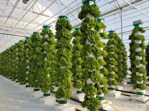 Hydroponics: The Future of Farming 1