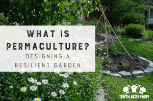 Permaculture : Regenerative Farming 1