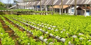 Hydroponics: The Future of Farming 2