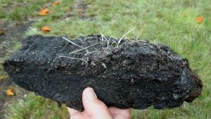 Peatlands and Why are they important given today’s development? 2