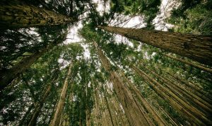 Examining the Viability of Planting Trees to Help Mitigate Climate Change 1