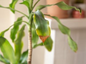 Leaf health 3 Leaf health 3