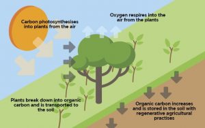 WHY BIOSEQUESTRATION? 2