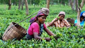 Climate Change Brings Havoc For Assam Tea 1 Climate Change Brings Havoc For Assam Tea 1