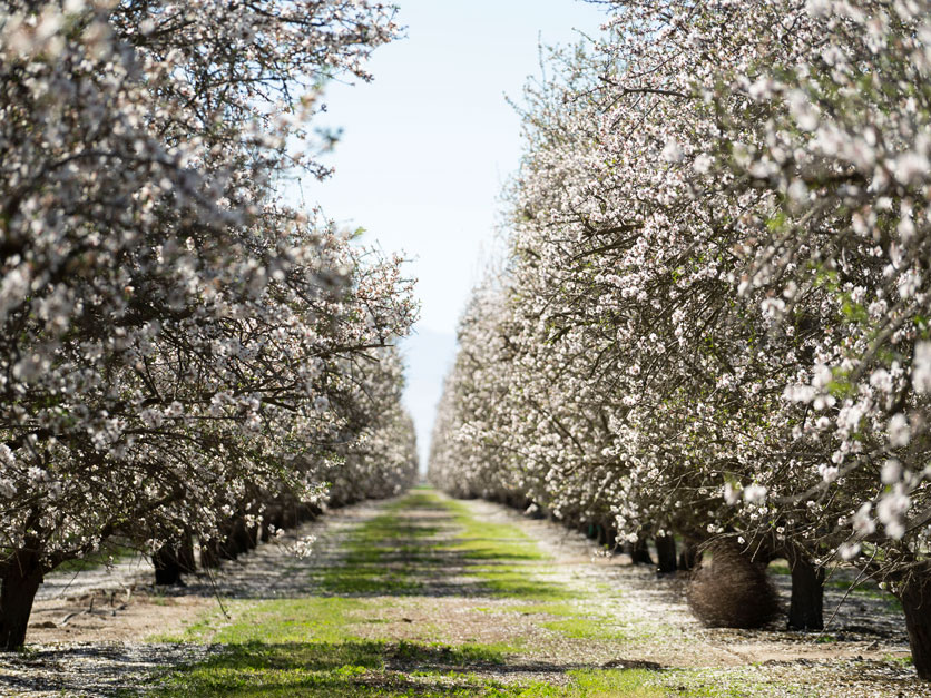Sophisticated plant breeding offers more ways to combat drought, climate change